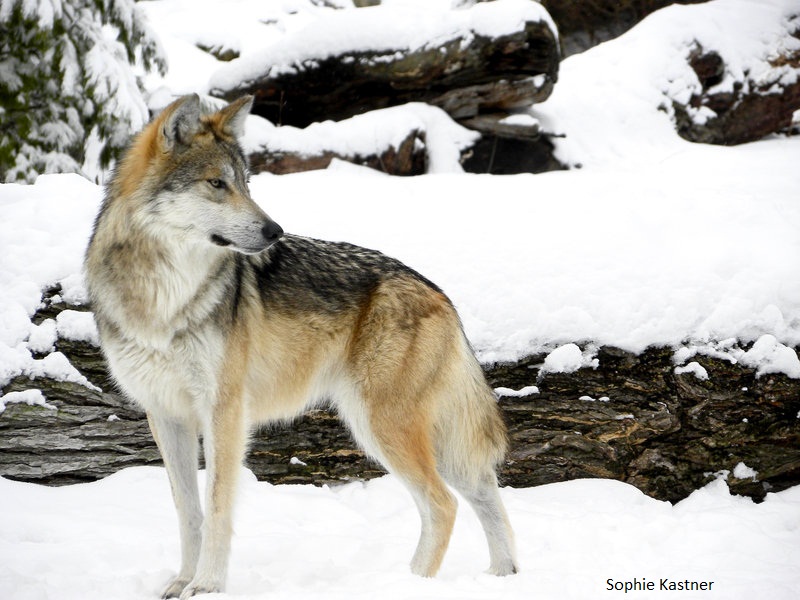 Mexican gray wolf